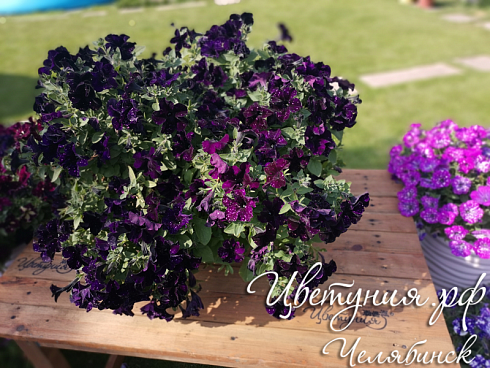 Петуния Bonnie Mystery Sky (13 шт.) АПРЕЛЬ