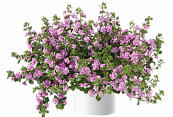 Бакопа Scopia Double Pink