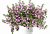 Бакопа Scopia Double Pink