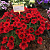 Петуния Surfinia Table Dark Red