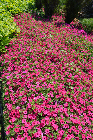 Петуния Vista Fuchsia Improved