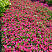 Петуния Vista Fuchsia Improved