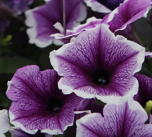 Петуния Петуния Bonnie Lavender Face