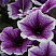 Петуния Петуния Bonnie Lavender Face