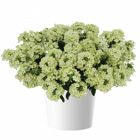 Вербена Vanessa Compact Lime