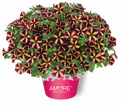 Петуния Amore Fiesta