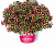Петуния Amore Fiesta