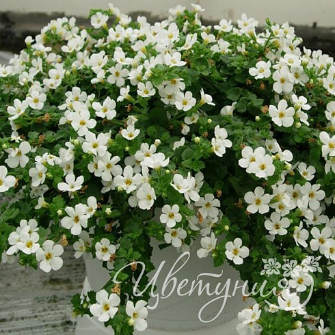 Бакопа Gulliver Dinamic White