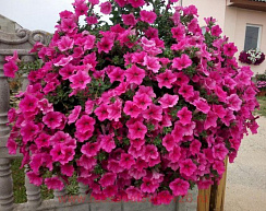 Петуния Surfinia® Hot Pink (13 шт.) АПРЕЛЬ