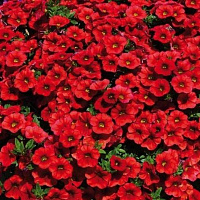 Калибрахоа Calita Compact Red
