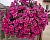 Петуния Surfinia® Hot Pink (13 шт.) АПРЕЛЬ
