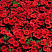Калибрахоа Calita Compact Red