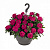 Вербена Empress Sun Cherry