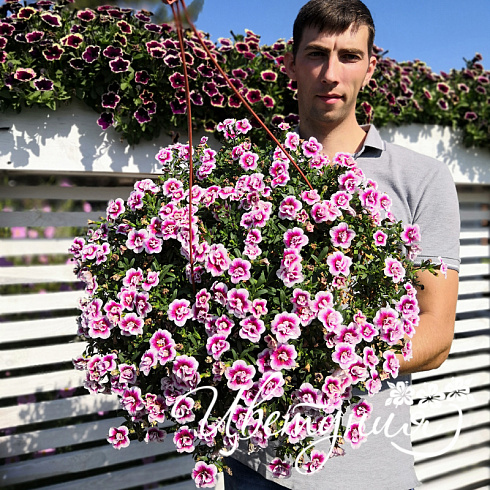Калибрахоа MiniFamous Uno Double Pink Tastic
