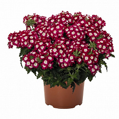 Вербена Empress Flair Dark Red Charme (13 шт.) МАРТ