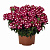 Вербена Empress Flair Dark Red Charme (13 шт.) МАРТ