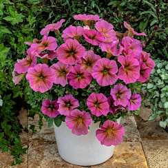 Петхоа Chameletunia® Sunray (13шт.) МАРТ