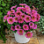 Петхоа Chameletunia® Sunray (13шт.) МАРТ