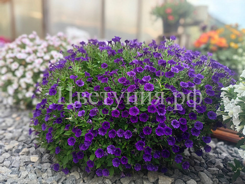 Петуния Mini Vista Violet