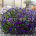 Петуния Mini Vista Violet