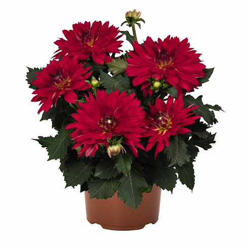 Георгина XXL Ruby Red