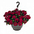 Вербена Empress Sun Red