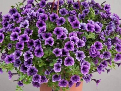 Петуния Littletunia Blue Vein