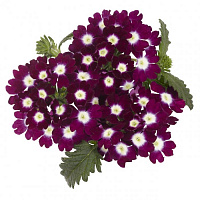 Вербена Empress Burgundy Charme (13 шт.) МАРТ