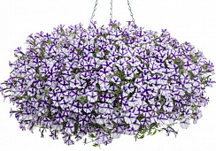 Петуния Mini Vista Violet Star