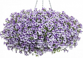 Петуния Mini Vista Violet Star