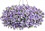 Петуния Mini Vista Violet Star
