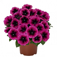 Петуния Sweetunia Purple Gem .