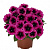 Петуния Sweetunia Purple Gem .