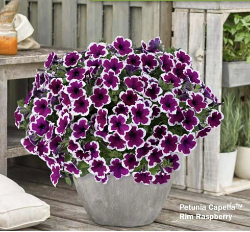 Петуния Capella Rim Raspberry