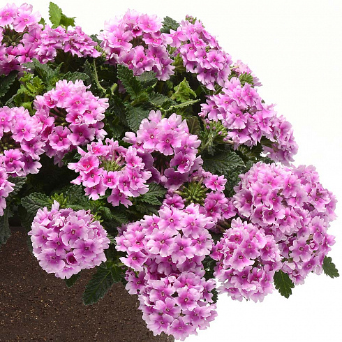 Вербена Endurascape Pink Bicolour