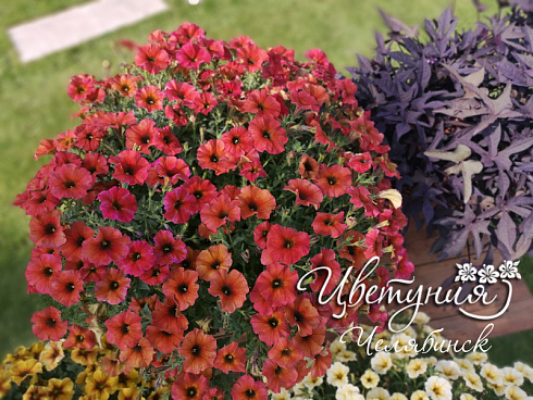 Петхоа Chameletunia® Cinnamon