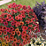 Петхоа Chameletunia® Cinnamon