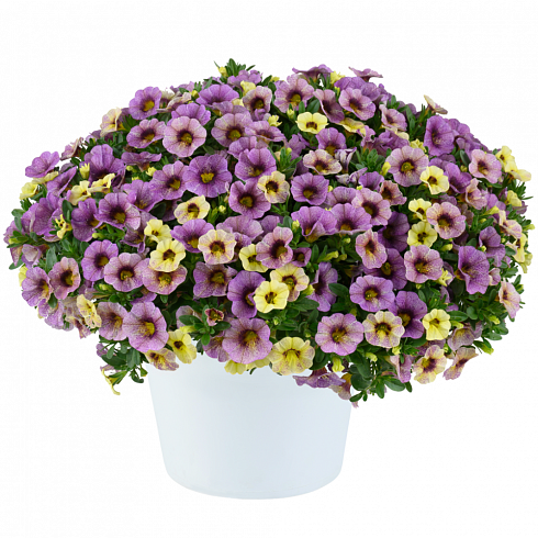 Калибрахоа OMBRE™ Purple