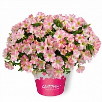 Петуния Amore Princess Pink