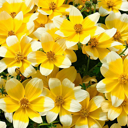 Биденс Taka Tuka White Yellow