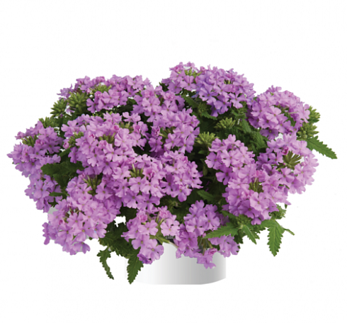 Вербена Vanessa Compact Lavender