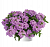 Вербена Vanessa Compact Lavender