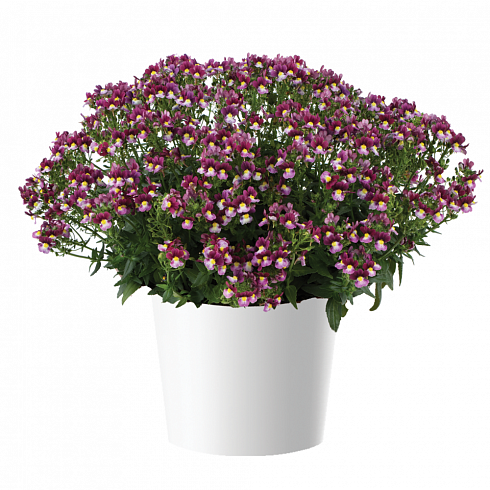 Немезия Menor Dual Bordeaux
