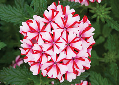 Вербена Lanai Candy Cane (13 шт.) МАРТ