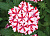 Вербена Lanai Candy Cane (13 шт.) МАРТ