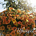 Петуния Cascadias Indian Summer (13 шт.) АПРЕЛЬ