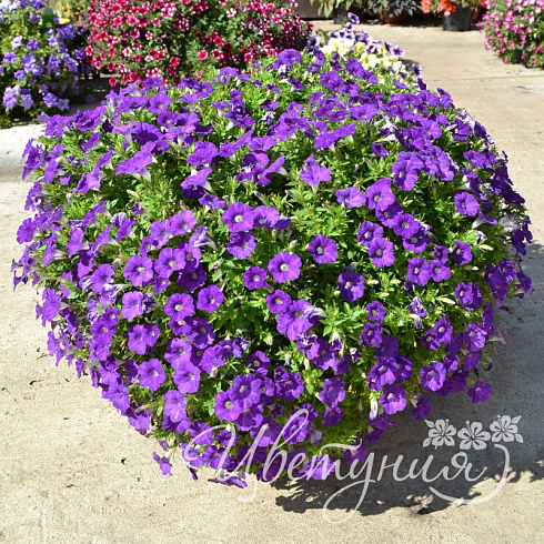 Петуния Blanket Violet