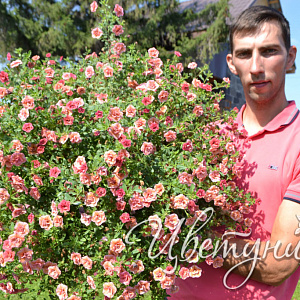 Калибрахоа Sweet Bells Double Coral