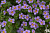 Бакопа SCOPIA® GREAT REGAL BLUE (13шт.) МАРТ