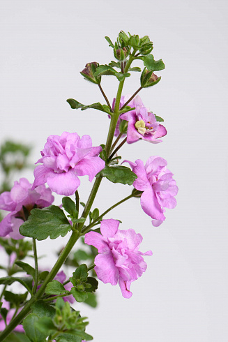 Бакопа Scopia Double Pink